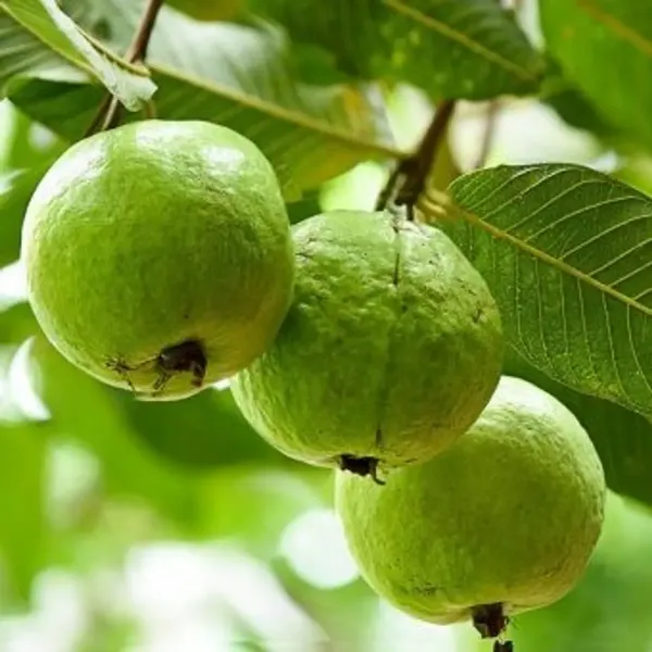 Chinese_Guava_Grafted_Fruit_Plants