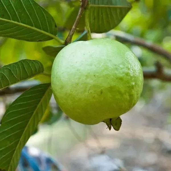 Chinese_Guava_Grafted_Fruit_Plants