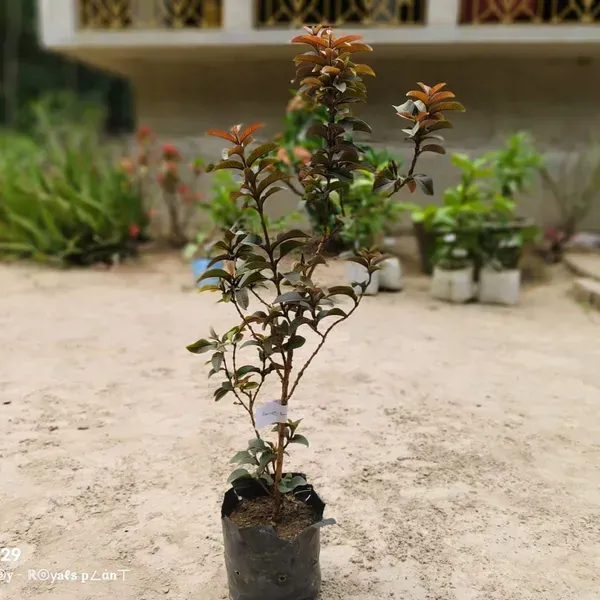 Chinese_Guava_Grafted_Fruit_Plants