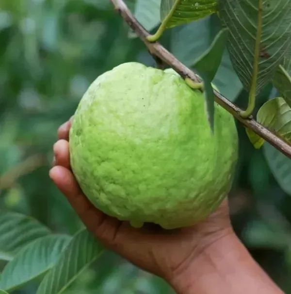 Chinese_Guava_Grafted_Fruit_Plants