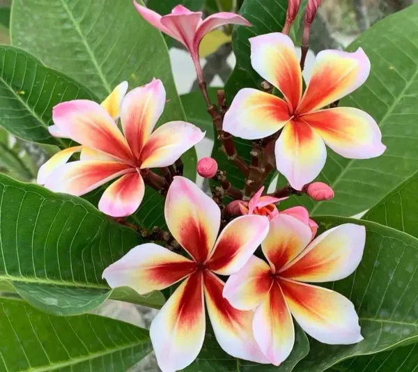Dwarf_Variety_Pulmeria_Flower_Plant