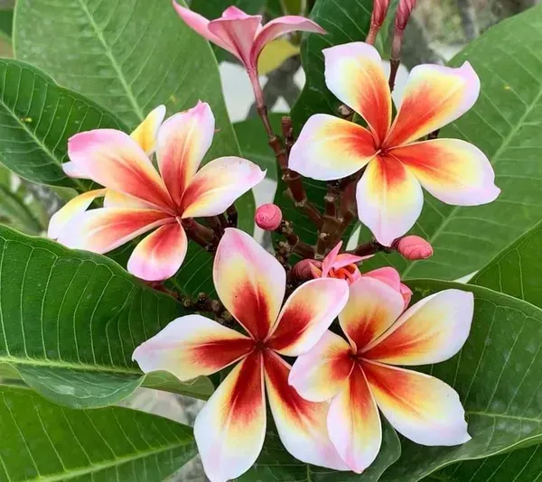 Dwarf_Variety_Pulmeria_Flower_Plant