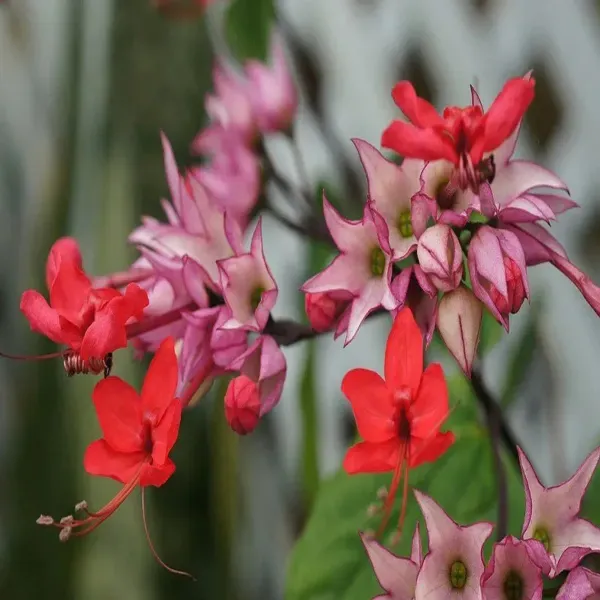 Bleeding_Heart_Vine_Flower_Plant_Red