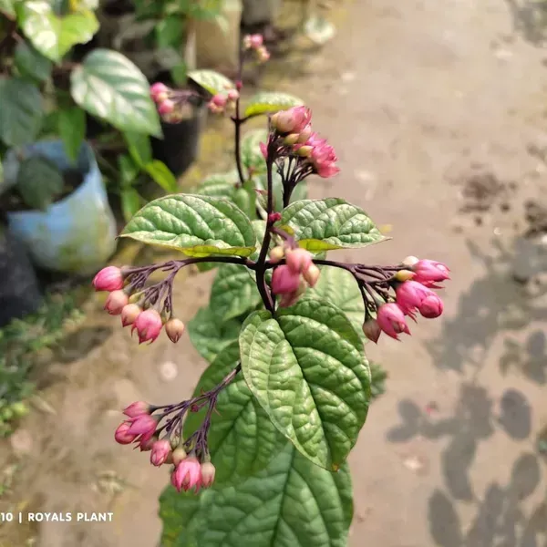 Bleeding_Heart_Vine_Flower_Plant_Red