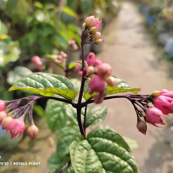 Bleeding_Heart_Vine_Flower_Plant_Red