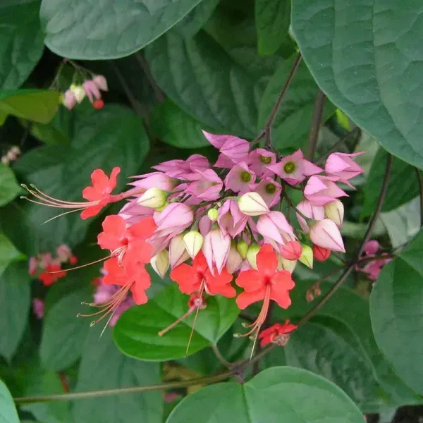 Bleeding_Heart_Vine_Flower_Plant_Red
