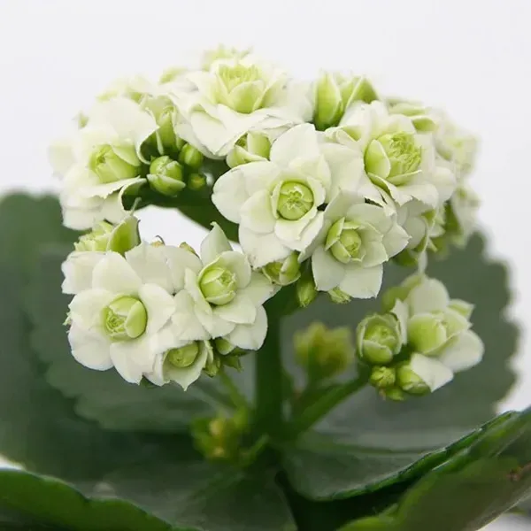 Kalanchoe_Flower_Plant_White