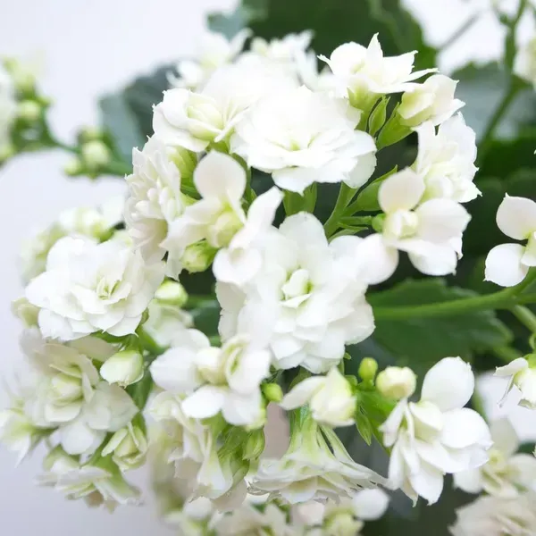 Kalanchoe_Flower_Plant_White