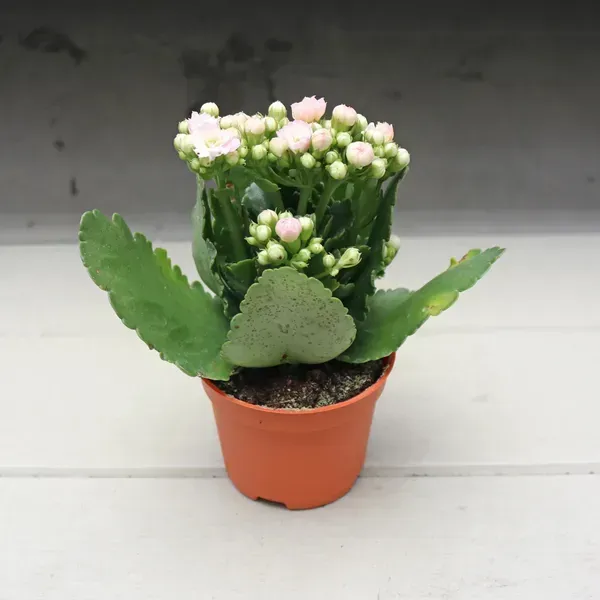 Kalanchoe_Flower_Plant_White
