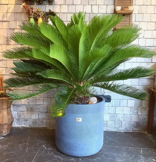 Cycus_Plam_Plant_For_Home_Garden