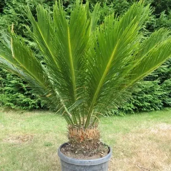 Cycus_Plam_Plant_For_Home_Garden