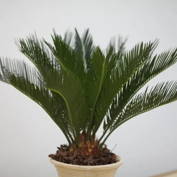 Cycus_Plam_Plant_For_Home_Garden