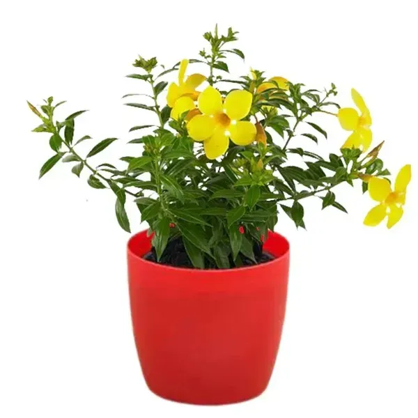 Allamanda_Flower_Plant_Yellow