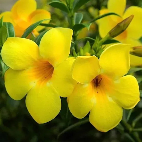 Allamanda_Flower_Plant_Yellow