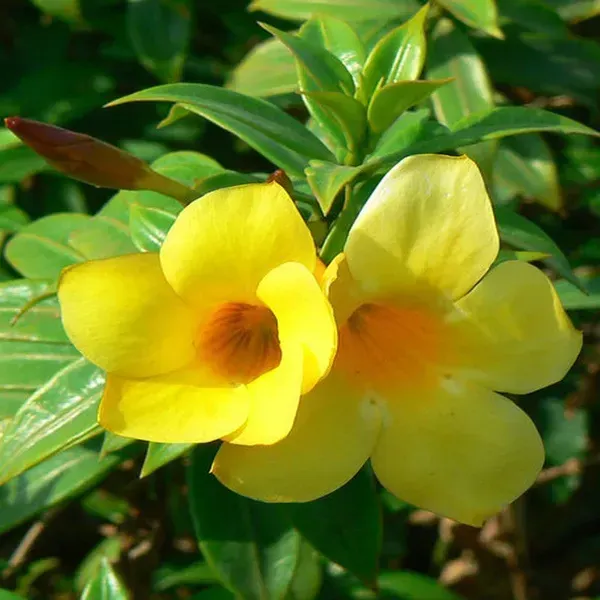 Allamanda_Flower_Plant_Yellow