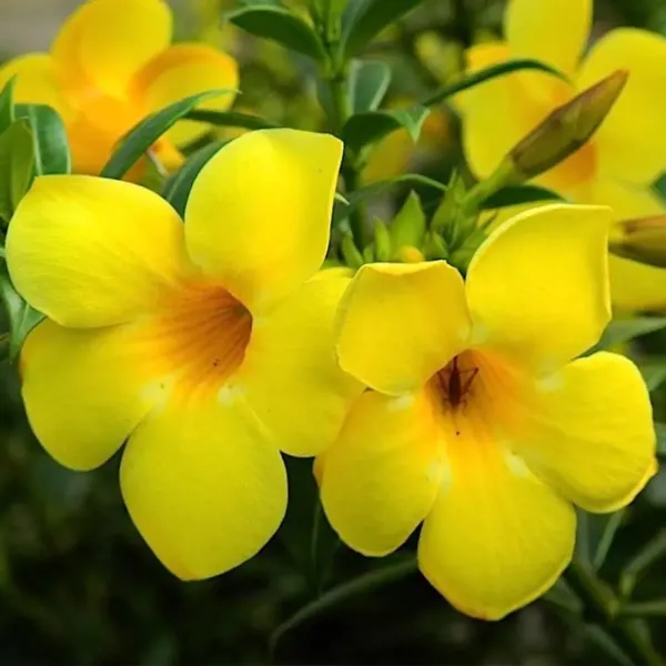 Allamanda_Flower_Plant_Yellow