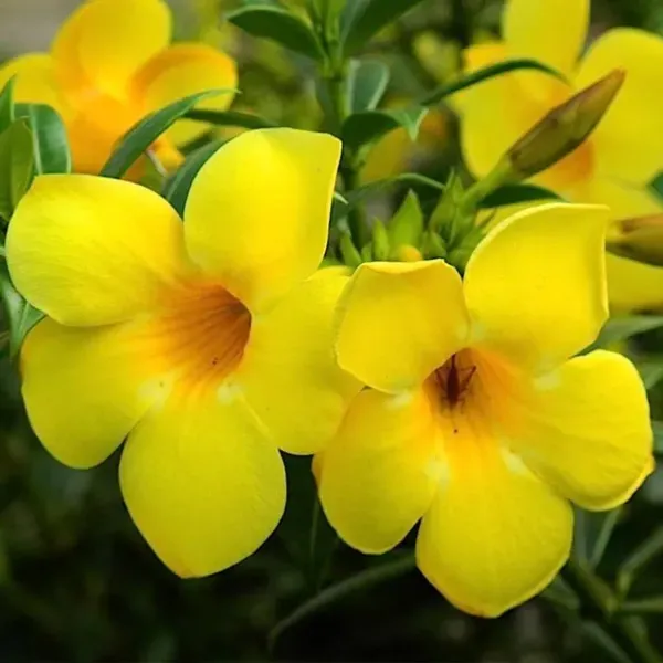 Allamanda_Flower_Plant_Yellow