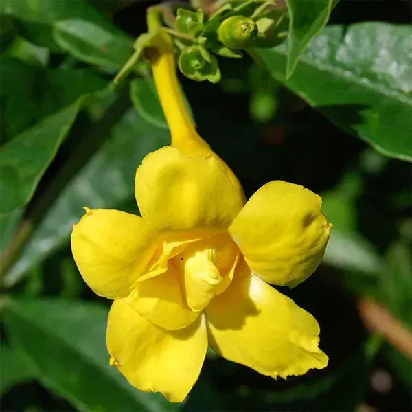 Allamanda_Flower_Plant_Yellow
