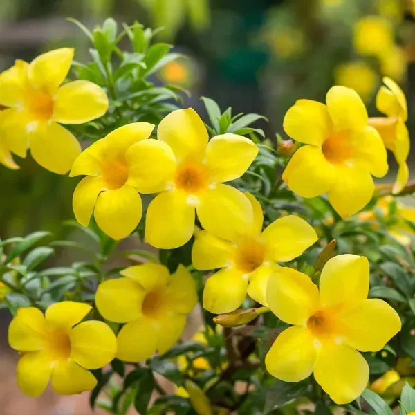 Allamanda_Flower_Plant_Yellow