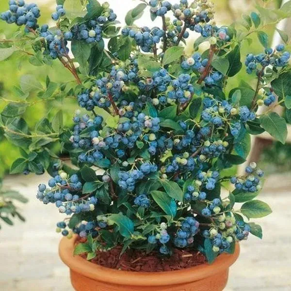 Blue_Berry_Fruit_Plant_For_Home_Garden