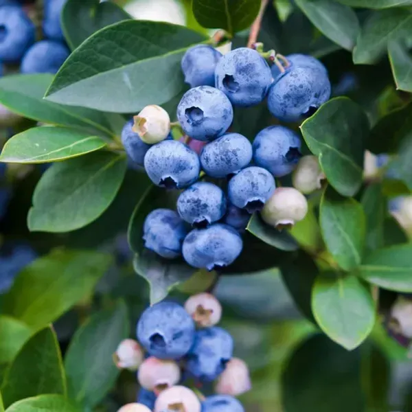 Blue_Berry_Fruit_Plant_For_Home_Garden