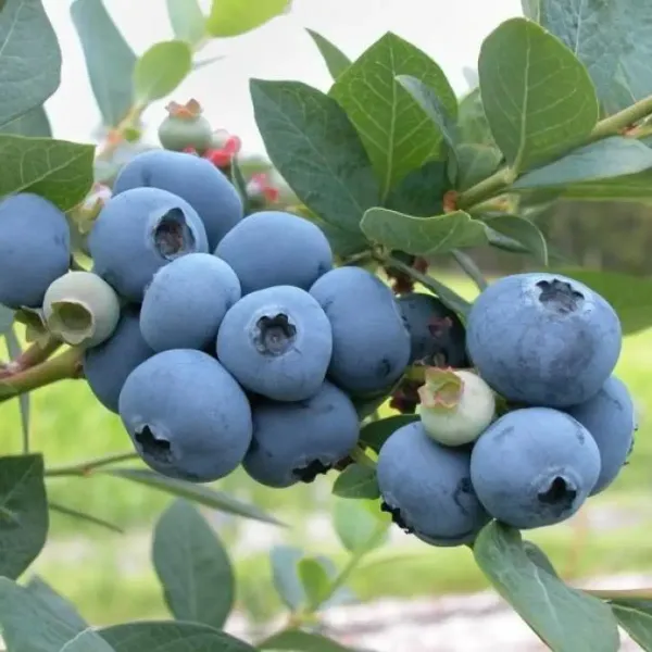 Blue_Berry_Fruit_Plant_For_Home_Garden