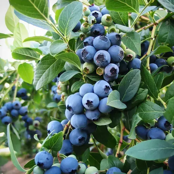Blue_Berry_Fruit_Plant_For_Home_Garden