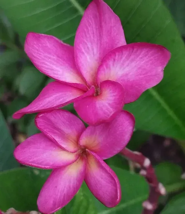 Dwarf_Variety_Pulmeria_Flower_Plant