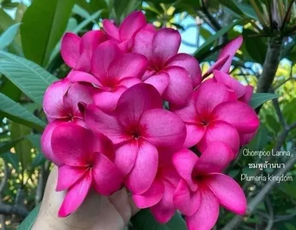 Dwarf_Variety_Pulmeria_Flower_Plant