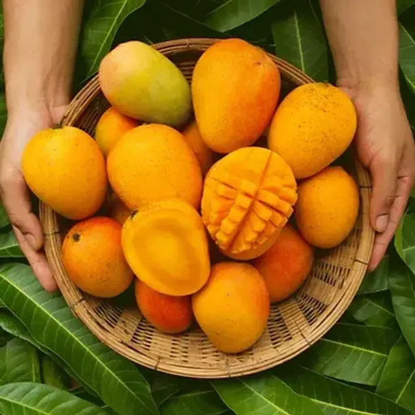 Ratnagiri_Alphonso_Mango_Grafted_Fruit_Plant