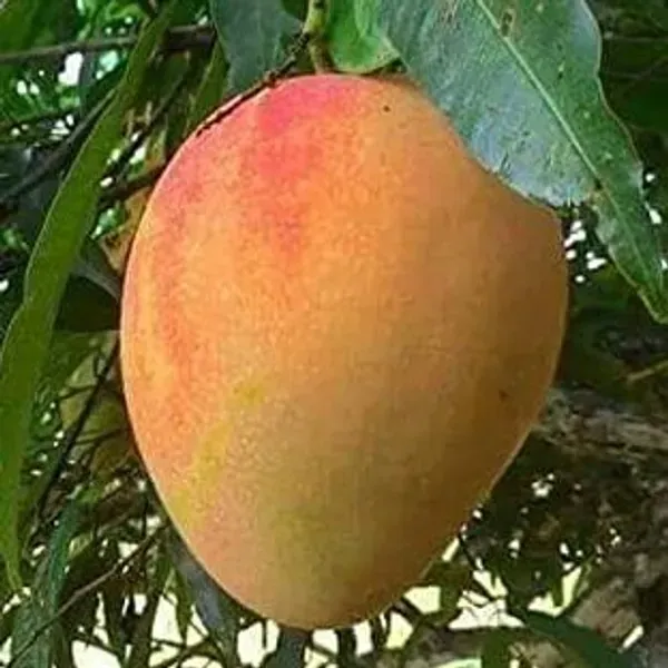 Ratnagiri_Alphonso_Mango_Grafted_Fruit_Plant
