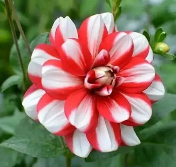 Dahlia_Flower_Plant_Variegated_White_Red