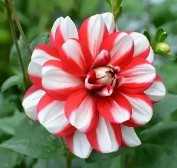 Dahlia_Flower_Plant_Variegated_White_Red