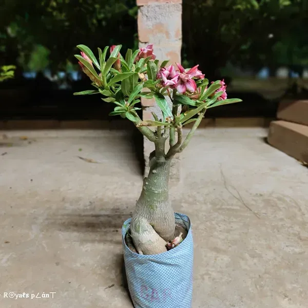 Delight_Adenium_Grafted_Flowers_Plant