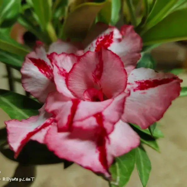 Delight_Adenium_Grafted_Flowers_Plant