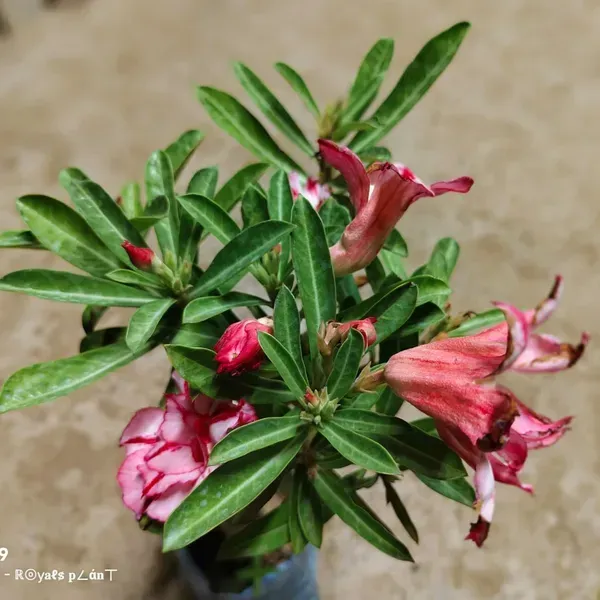 Delight_Adenium_Grafted_Flowers_Plant