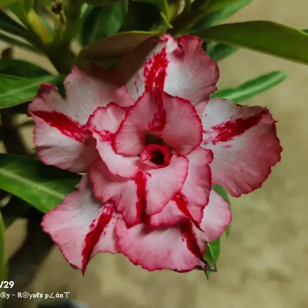 Delight_Adenium_Grafted_Flowers_Plant