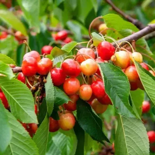 East_India_Cherry_Grafted_Fruit_Plant