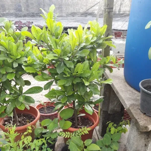 East_India_Cherry_Grafted_Fruit_Plant
