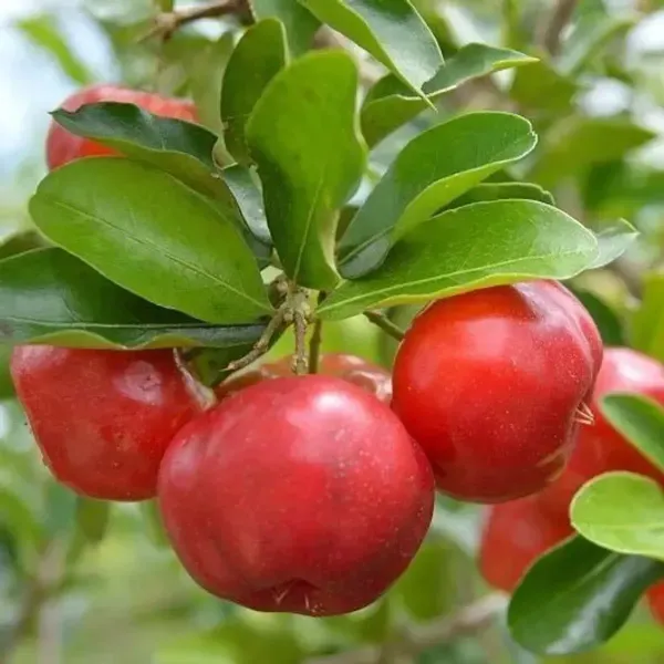 East_India_Cherry_Grafted_Fruit_Plant