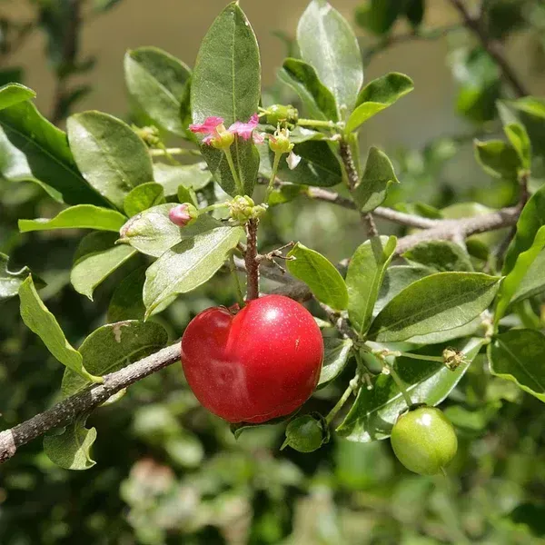 East_India_Cherry_Grafted_Fruit_Plant