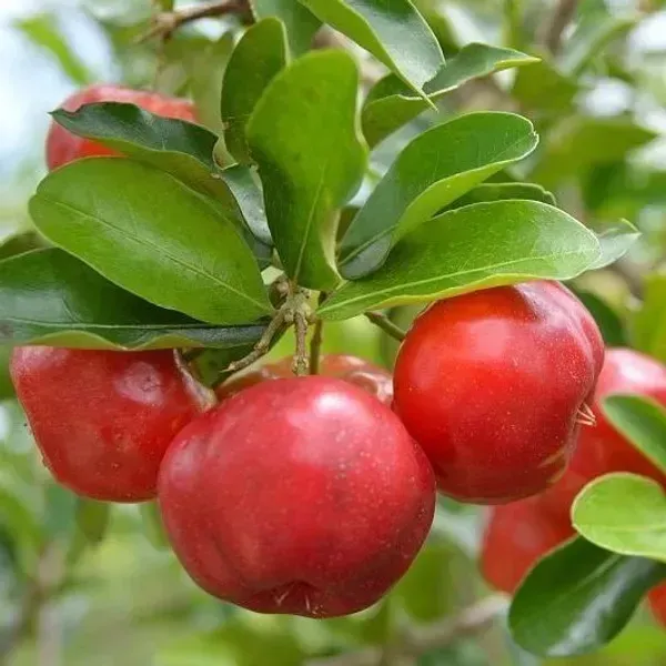 East_India_Cherry_Grafted_Fruit_Plant