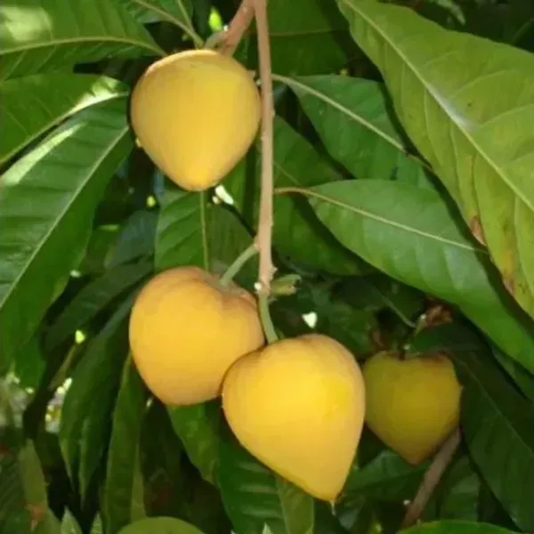 Egg_Fruit_Plant_Pouteria_Campechiana