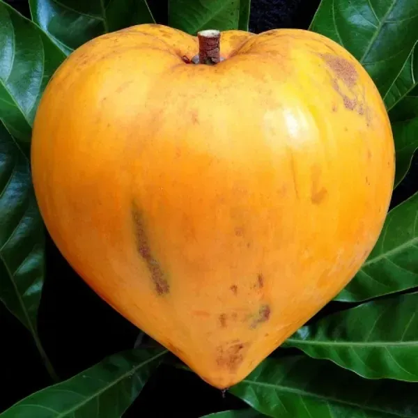 Egg_Fruit_Plant_Pouteria_Campechiana