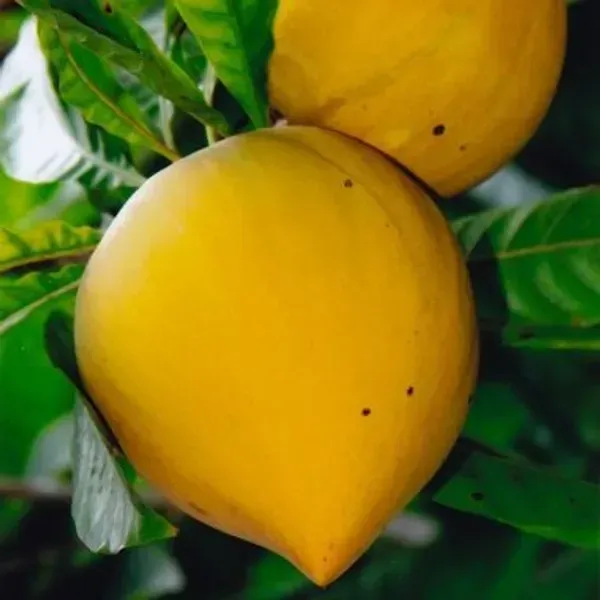 Egg_Fruit_Plant_Pouteria_Campechiana
