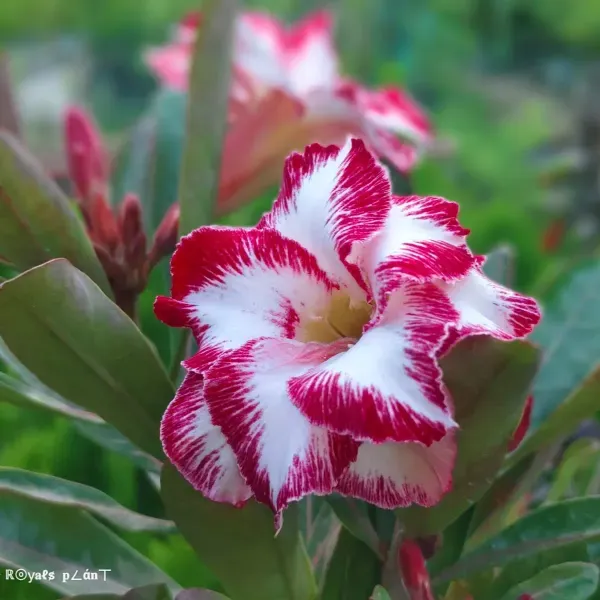 Rosey_Variety_Adenium_Grafted_Flowers_Plant