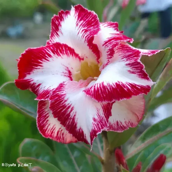 Rosey_Variety_Adenium_Grafted_Flowers_Plant