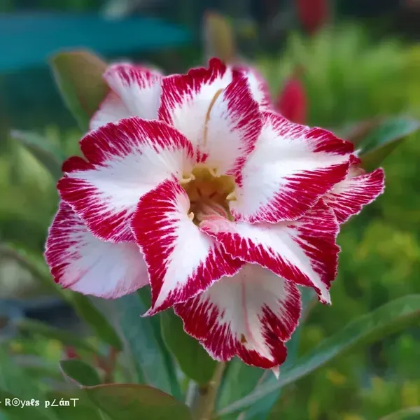 Rosey_Variety_Adenium_Grafted_Flowers_Plant