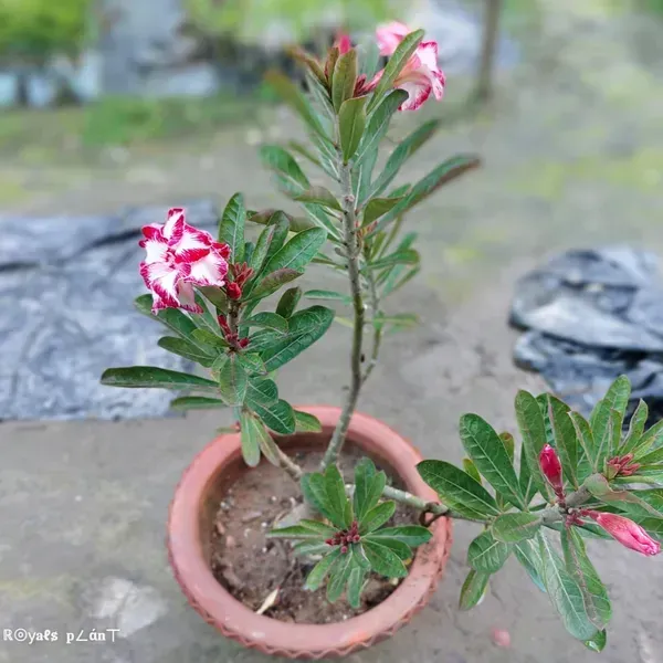 Rosey_Variety_Adenium_Grafted_Flowers_Plant
