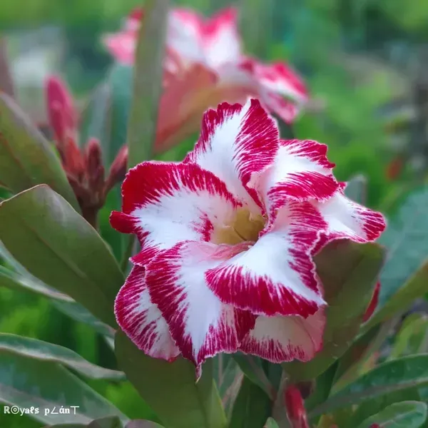 Rosey_Variety_Adenium_Grafted_Flowers_Plant